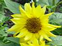 214_Flowers in Schlob Sanssouci.JPG